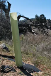 Individual Tree Shelter and Weed Guard