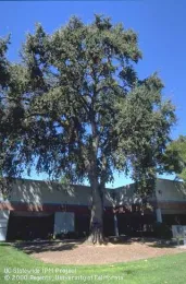 mature oak with mulch to the drip line