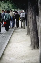 street trees with unprotected root zone