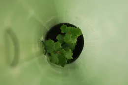 Tree Shelter with Two Oak Seedlings