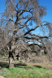 Dead Oak