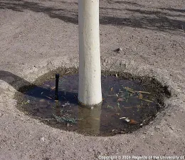 Improper tree well left too long