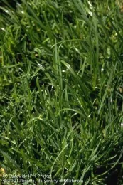 Perennial ryegrass