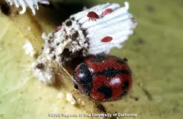 Vedalia beetle attacking cottony cushion scale