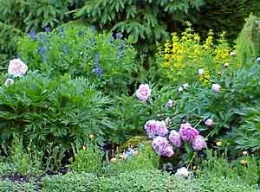 BeddingPlants-lavender purple