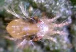 Two-spotted spider mite