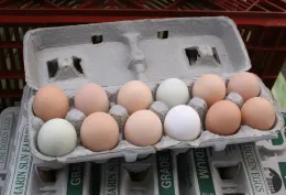 eggs cropped