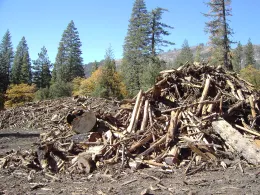 Fire salvage, northern California
