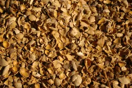 Walnut shells, Winters, CA