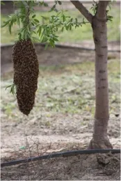 1 bee swarm in almond orchard