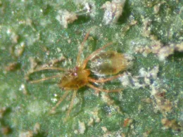 Adult male and deutonymph Texas citrus mite