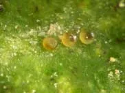 Texas citrus mite eggs