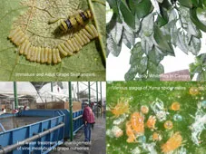 Past research projects