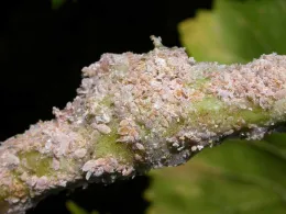 Vine Mealybug on Grape