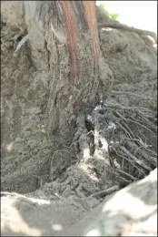 Vine Mealybug on Roots