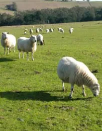 sheep cropped