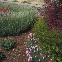 Drought Tolerant Plants
