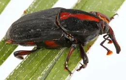 Red Palm Weevil. Photo by J. Kabashima