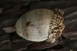 Lithocarpus densiflorus: Tanoak