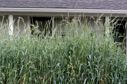 Rye cover crop in home garden