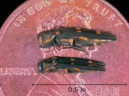 Goldspotted Oak Borer