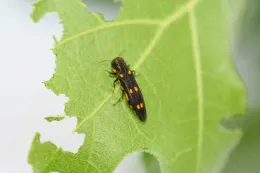 Gold Spotted Oak Borer Adult on Leaf. Photo by Tom W. Coleman