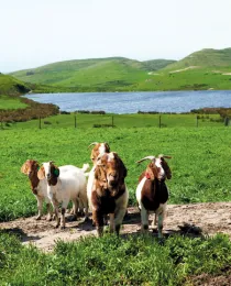 Rossitti Goats