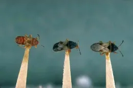Adult Southern Chinch Bugs - Blissus insularis.