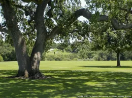 Oak Trees on Golf Course