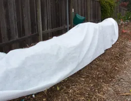 Frost cover on year-old citrus trees<br>(click to enlarge)