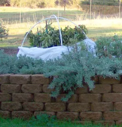 PVC hoops to hold frost cloth<br>(click to enlarge)