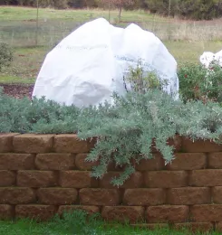 Frost cloth protects tree<br>(click to enlarge)
