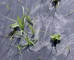 Sharp nutsedge shoots penetrate black low density polyethylene.
