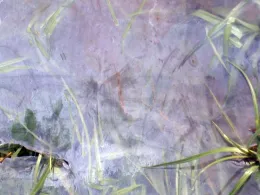 Nutsedge may grow under clear mulch