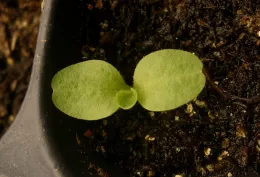 Lettuce seedling
