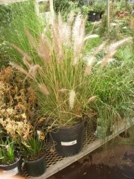 invasive pampas grass