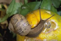 Snail on citrus