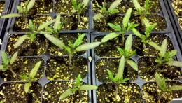 Tomato seedlings