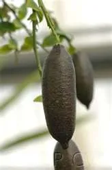 Australian finger lime