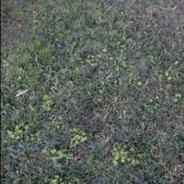 Figure 1a untreated oxalis