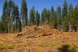 Biomass Utilization Information