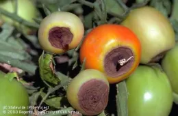 Blossom end rot on tomato