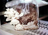 These oyster mushrooms, part of Maria de la Fuente's mushroom substrate research project, can sell for as much as $4 to $6 per pound.