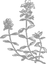 Thyme1