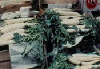 daikon
