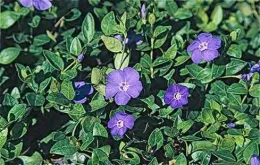 Periwinkle was the most frequently found invasive plant in nurseries.