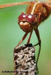 Flame skimmer. (Photo by Kathy Keatley Garvey)