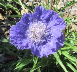 Fama blue pincushion flower