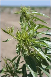 Figure 2. Little leaf symptoms