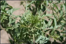 Figure 3 Shoot proliferation